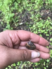 Helminthoglypta diabloensis