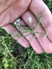 Vicia minutiflora