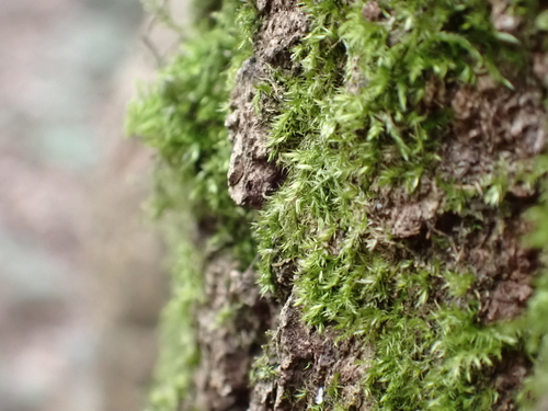 Clustered Feather-moss (Rhynchostegium confertum)