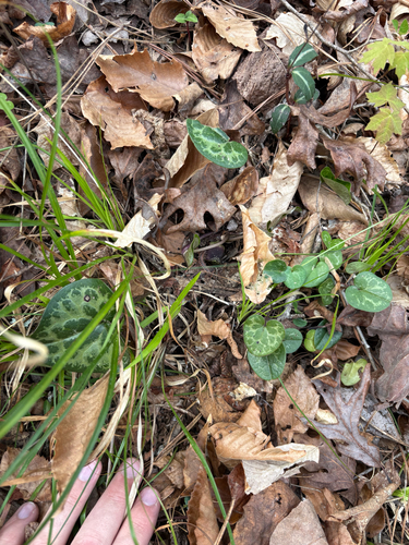 variable-leaf heartleaf (Asarum heterophyllum)