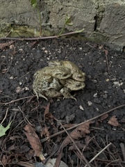 Bufo bufo