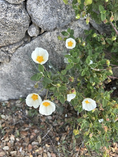 Avistamiento Cistus salviifolius