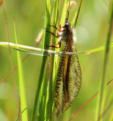 Pseudopalpares sparsus