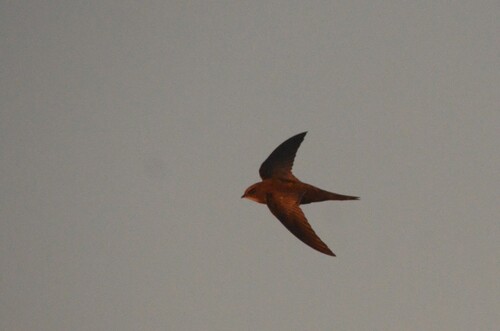 iNaturalist image