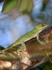 Anolis noblei