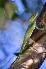 Anolis noblei