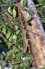 Anolis noblei