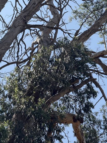 River Red Gum (Eucalyptus camaldulensis)