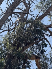 River Red Gum (Eucalyptus camaldulensis)