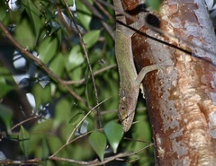 Anolis noblei