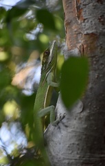 Anolis noblei
