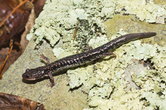 Plethodon caddoensis