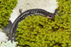 Plethodon caddoensis