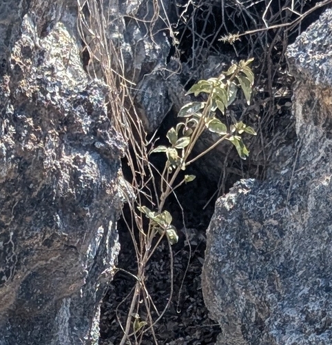 chala (Croton scouleri)