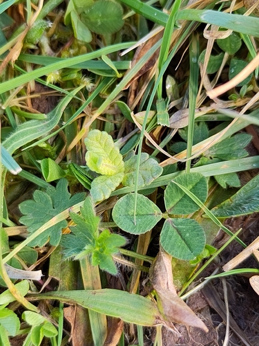 Yellow Rattle (Rhinanthus minor)
