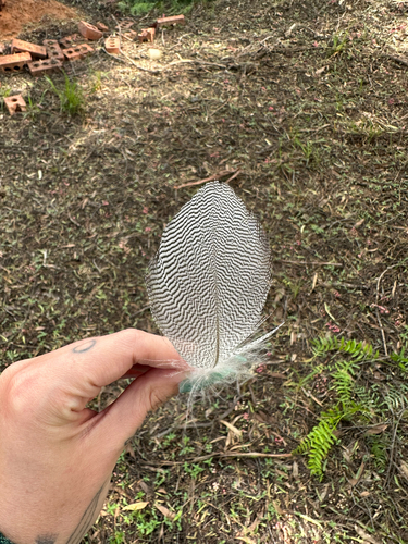 Plume de Canard à crinière