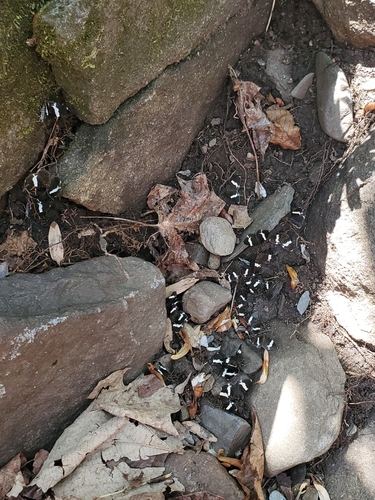 White-striped Black photo 5