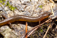 Eurycea multiplicata