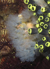 Clavelina moluccensis