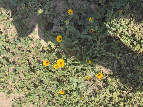Calendula stellata (Calendula stellata)