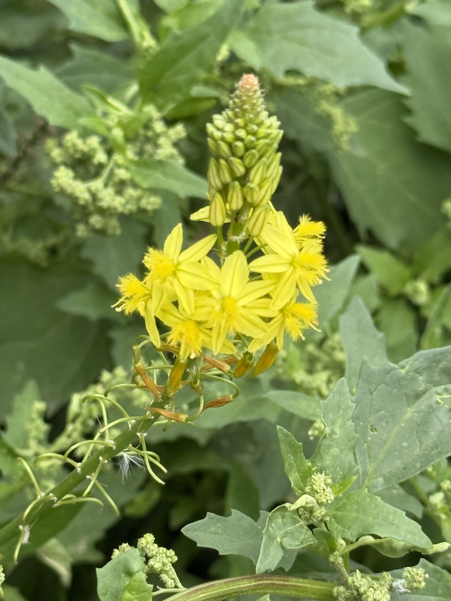 Stalked Bulbine (Bulbine frutescens)