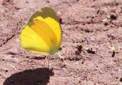 Eurema hecabe solifera