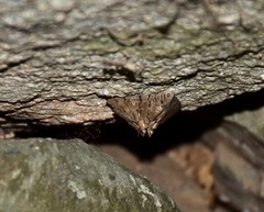 Eulepidotis merricki