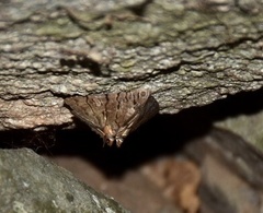 Eulepidotis merricki