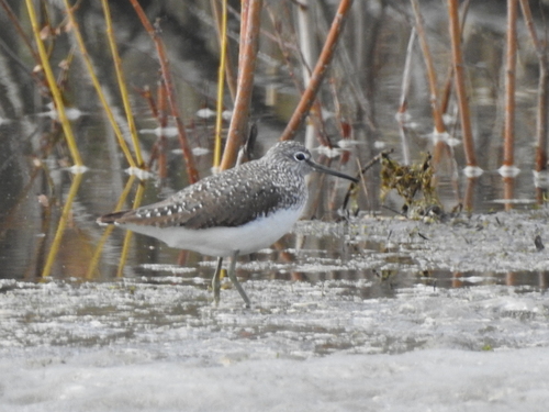 Green Sandpiper