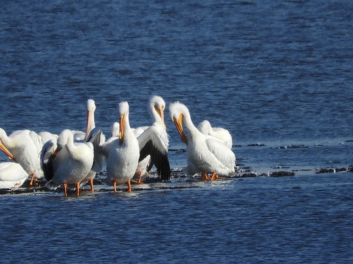 American White Pelican photographed in Maryland