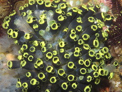 Clavelina robusta