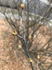 Elaeagnus multiflora