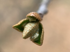 Elaeagnus multiflora