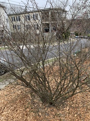 Elaeagnus multiflora