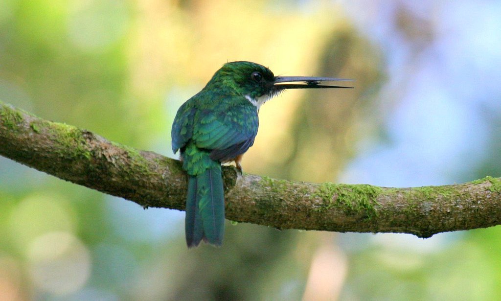 Rufous-Tailed Jacamar