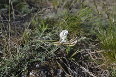 Astragalus ucrainicus