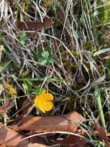 Mountain Buttercup (Ranunculus montanus)