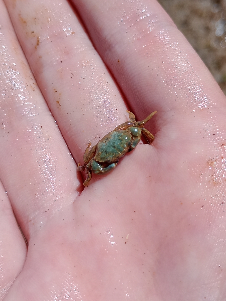 smooth mud crab