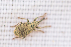 Trichopterapion holosericeum