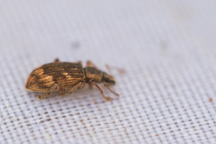 Polydrusus tereticollis