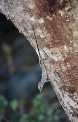 Anolis argenteolus