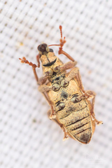 Polydrusus tereticollis