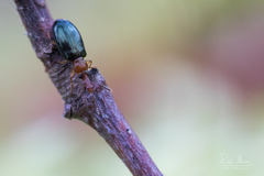 Salpingus ruficollis