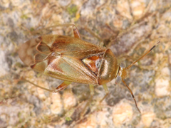 Miridae