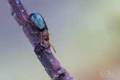 Salpingus ruficollis