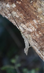 Anolis argenteolus