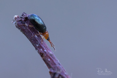 Salpingus ruficollis