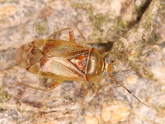 Miridae