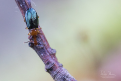 Salpingus ruficollis