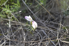 Astragalus ucrainicus